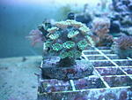 Turbinaria peltata3