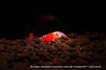Neocaridina Red Rilli ( ) 
 
 