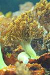 SINULARIA SPP 19