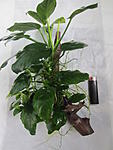 IMG 5245