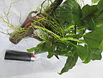 IMG 5246