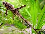 Rineloricaria lanceolata