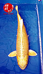 Yamabuki 69 cm