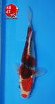 Kawari Goshiki 21 cm