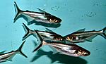 pangasius larnaudi3[1]