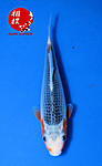 Asagi 20 cm