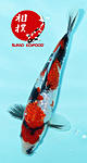 GinRin Showa 23cm 2013 Europachampion