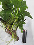 IMG 5246