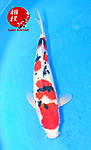 Sanke 39 cm