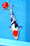 Tancho Sanke 33cm