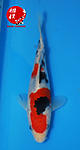Sanke 20 cm