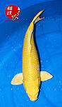 Yamabuki 48 cm
