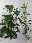 IMG 5247