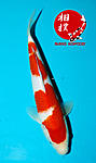 Kohaku24