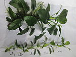 IMG 5247