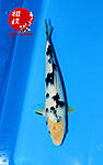 Bekko 24 cm