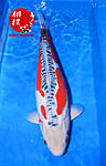 Shusui 65 cm