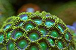 Zoanthus "Radioactive" 
 . 
 ,    . 
  -  8 .