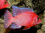 Firefish 850 3 420[1]