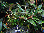 Bucephalandra sp. Titan III, Daerah Malawi