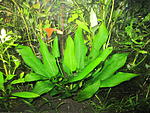 IMG 0338