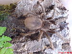   (Lasiodora parahybana)