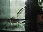 IMG 0318