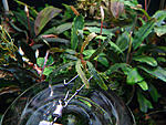 Bucephalandra sp. Sekadau 1