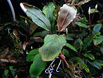 Bucephalandra sp. Bodok