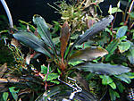 Bucephalandra sp. Dark velvet