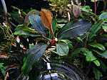 Bucephalandra sp. Batang kawa