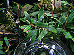 Bucephalandra sp.Kualakuayan 1