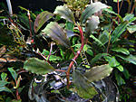 Bucephalandra sp. Shine Blue a