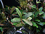 Bucephalandra sp. Silver Powder