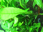 IMG 0720
