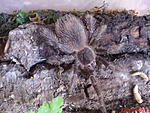   (Lasiodora parahybana)