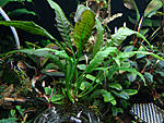 Pteridophyta X kiat