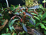 Bucephalandra sp. Kedagang