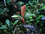 Bucephalandra sp. D2, Kalimantan a