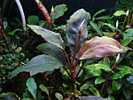 Bucephalandra sp. Super Blue, Central Kalimantan