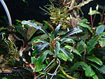 Bucephalandra sp.Very Long Stem, Daerah Malawi