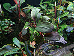 Bucephalandra sp. D2, Kalimantan