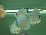 IMG 0330