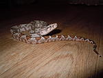 DSCN1385