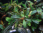 Bucephalandra sp. Brownie Jade
