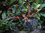 Bucephalandra sp. Kedagang 