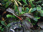 Bucephalandra sp. Brownie Ghost