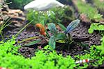 : 
Bucephalandra sp. Kualakuayan-1