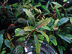 Bucephalandra sp. #4, Daerah Malawi