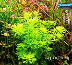 Limnophila Anubria Dwarf